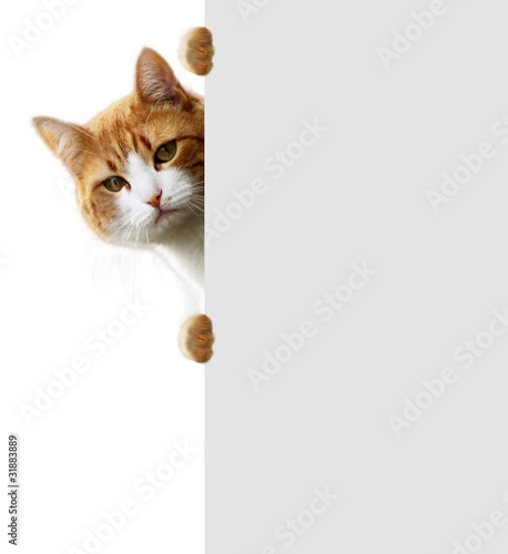 Fotoroleta rasowy ładny ssak kot zwierzę