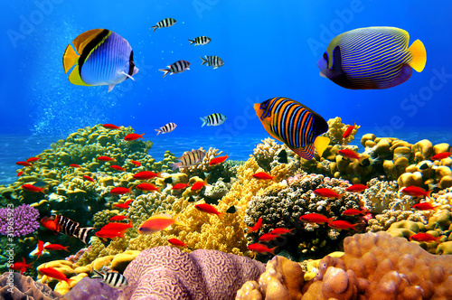 Fototapeta podwodne egipt koral rafa tropikalny