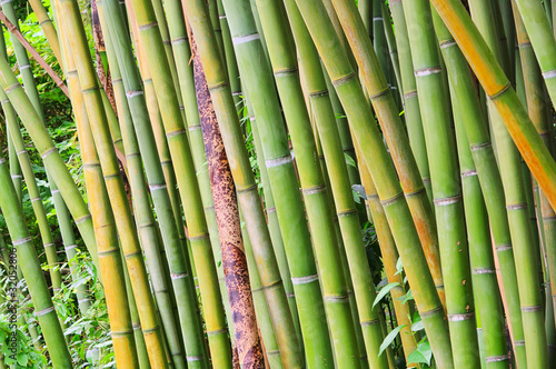 Obraz na płótnie stajnia roślina trawa bambus