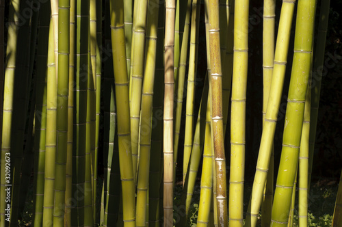 Plakat roślina bambus zen