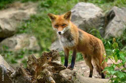 Naklejka europa natura las