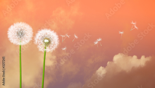 Plakat trawa pejzaż mniszek niebo kwiat
