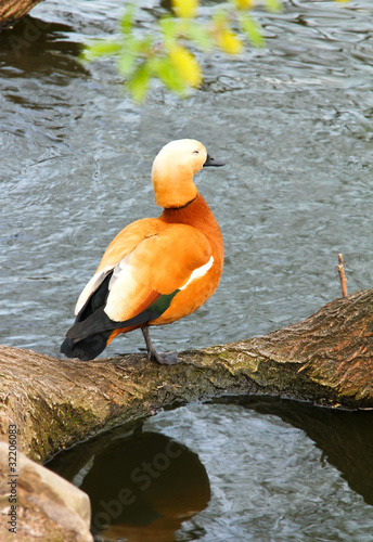 Fotoroleta fauna natura mężczyzna kaczka