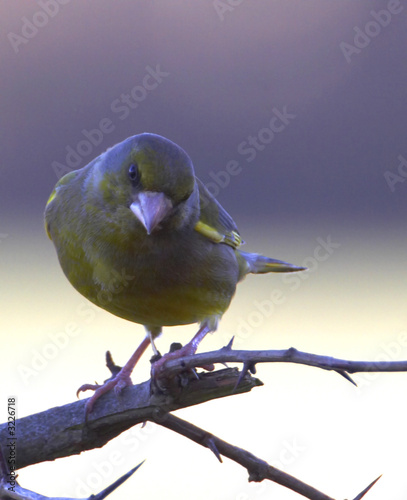 Obraz na płótnie wiejski drzewa zwierzę śpiew ptak