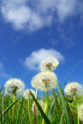 Fotoroleta trawa kwiat zen świeży płatek