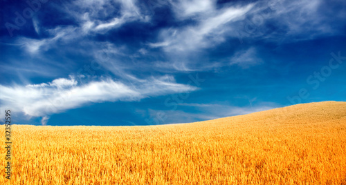 Fototapeta natura rolnictwo wiejski pszenica