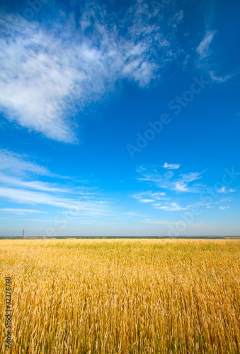 Fotoroleta piękny wieś natura zboże niebo