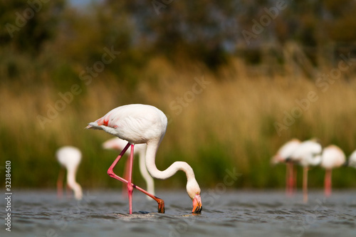 Plakat ptak ornament zwierzę flamingo