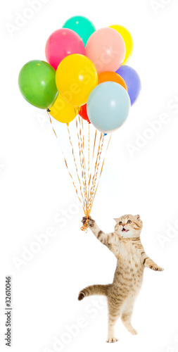 Plakat Kot z kolorowymi balonami