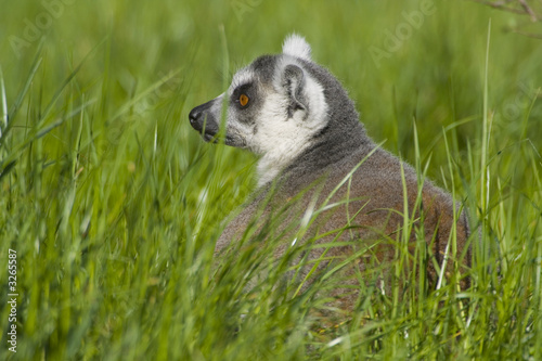 Naklejka afryka portret natura ssak