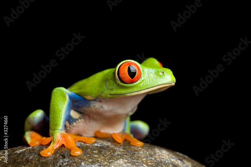 Obraz na płótnie ładny żaba oko płaz