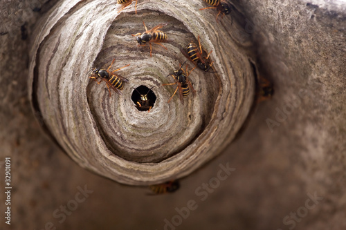 Plakat wejście dziki natura zwierzę