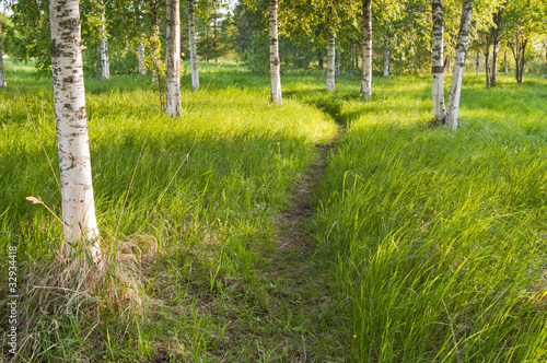 Naklejka roślina ścieżka natura drzewa