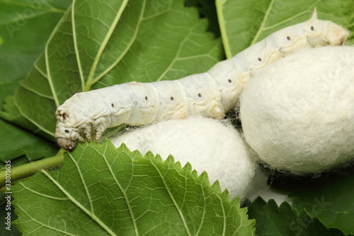 Naklejka motyl jedzenie natura chiny owad