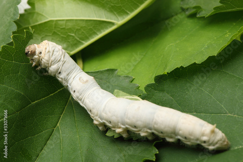 Naklejka zwierzę natura jedzenie krzew