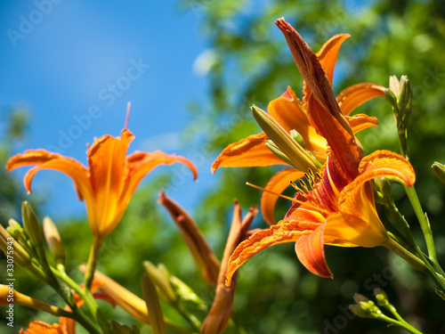 Plakat roślina kwiat lato