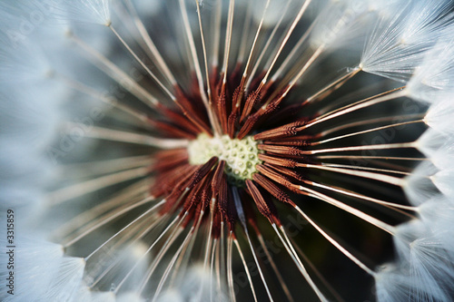 Obraz na płótnie mniszek roślina kwiat suflet