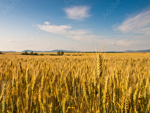 Fotoroleta wieś natura zdrowy