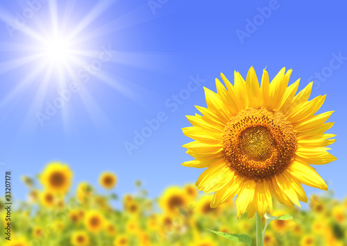 Fototapeta słonecznik lato roślina niebo