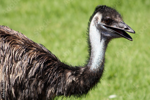 Fotoroleta dziki fauna trawa