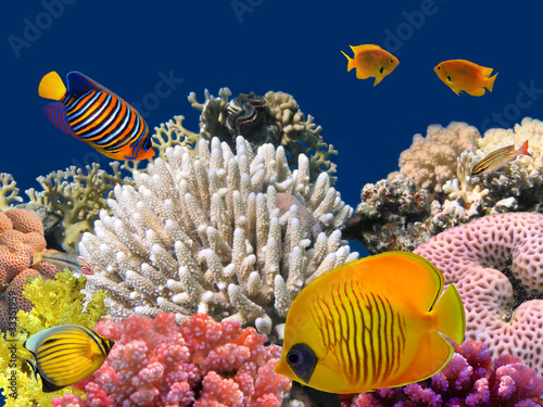 Obraz na płótnie zwierzę tropikalny egzotyczny podwodne
