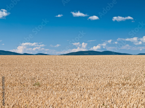 Plakat roślina niebo żniwa lato