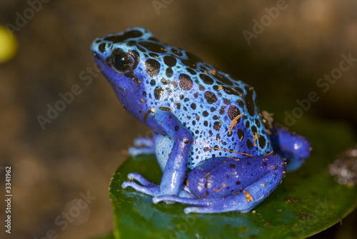 Fotoroleta zwierzę oko widok żaba