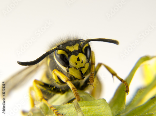 Fotoroleta natura dziki lato zwierzę odwłok