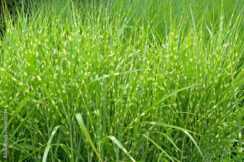 Plakat trawa ogród park roślina natura