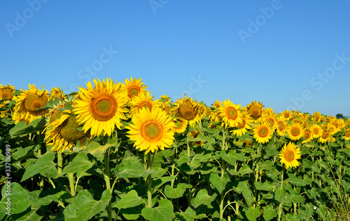Plakat słonecznik krajobraz roślina