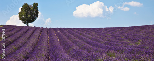 Fotoroleta kwiat niebo natura prowansja pole