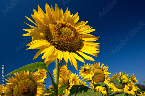 Plakat krajobraz kwiat słonecznik lato