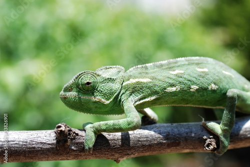 Plakat natura kwiat obraz smok roślina