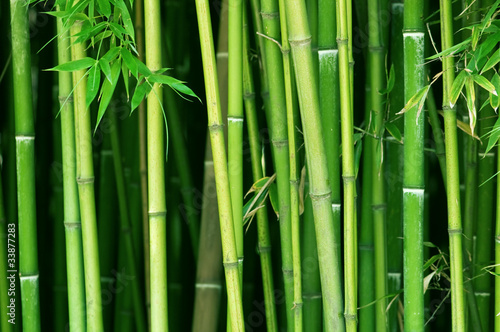 Obraz na płótnie bambus natura drzewa wschód las