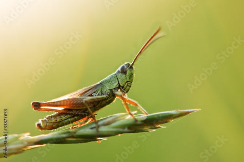 Plakat lato trawa ogród kwiat natura