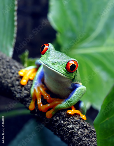 Fotoroleta płaz natura ameryka południowa