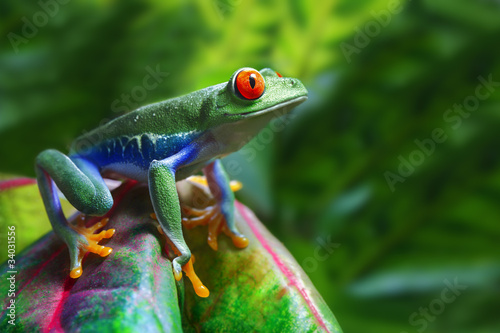 Naklejka tropikalny żaba kostaryka roślina natura