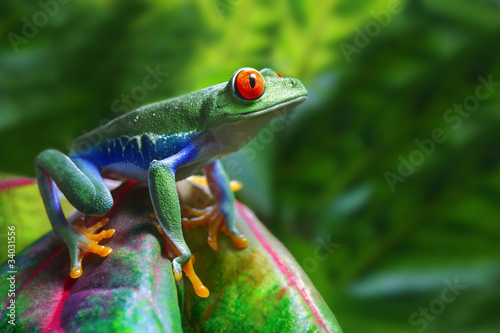 Plakat tropikalny żaba kostaryka roślina natura