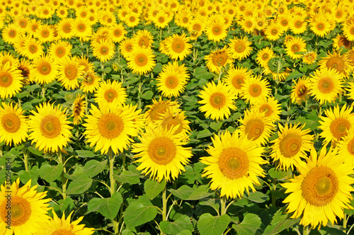 Fotoroleta roślina słonecznik natura lato słońce