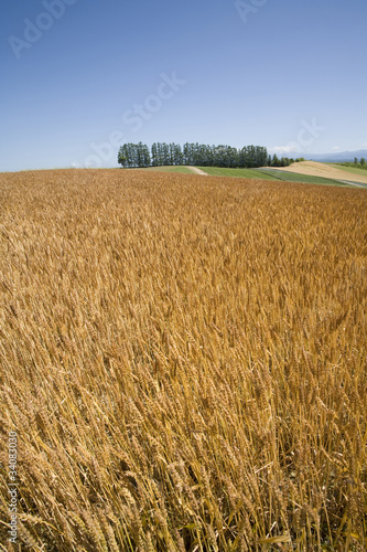 Naklejka azja pszenica rolnictwo krajobraz orientalne