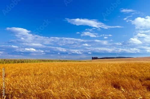 Plakat lato rolnictwo roślina zboże natura