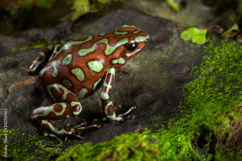 Fotoroleta natura zwierzę płaz dżungla żaba