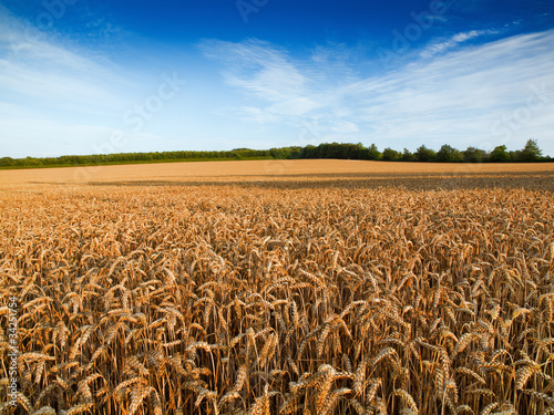 Naklejka niebo pszenica wieś rolnictwo żyto
