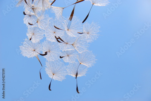 Plakat kwiat wellnes motyl szwecja lato