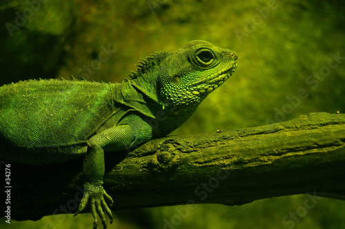 Plakat gad zwierzę iguana