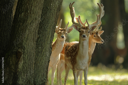 Naklejka zwierzę park natura ikra rogacz