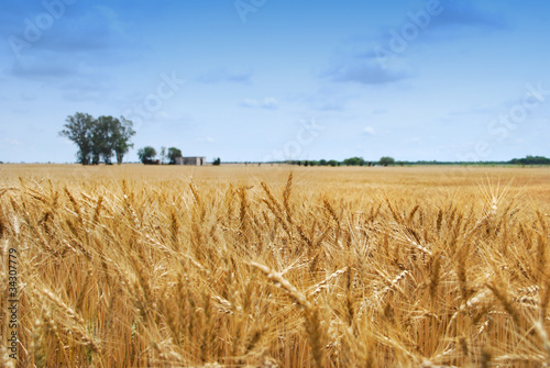 Plakat ziarno roślina rolnictwo żniwa zboże