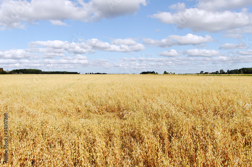 Obraz na płótnie zboże ziarno natura