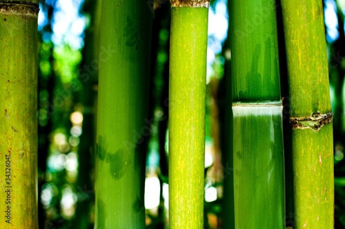 Obraz na płótnie azja bambus zen tropikalny