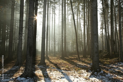 Fotoroleta śnieg słońce widok natura świerk